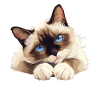 Chaton raquette Chat raquette