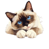 Chaton raquette Chat raquette