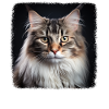 Siberian Cat Sibirische Katze