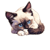 Snowshoe Kitten Snowshoe Cat
