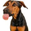 Hund streckt Zunge raus