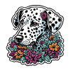 Dalmatian / Dog / Animal / Pet / Barking