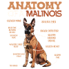 ANATOMIA DEL MIO PASTORE BELGA MALINOIS