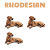 RHODESIAN RIDGEBACK TRAINING Funny Ridgeback