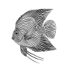 Lignes d’art poisson #fish