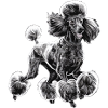 Poodle Diva