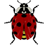 Ladybug Ladybugs