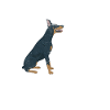 Doberman