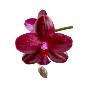 Orchidee Phalaenopsis Sogo Relax Blüte