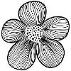Flower Line Art