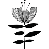 Tulpe