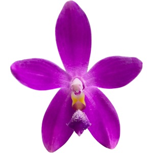 Orchidee Phalaenopsis speciosa x violacea Blüte