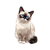 Chaton raquette Chat raquette