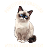 Snowshoe Kitten Snowshoe Cat