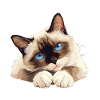 Snowshoe Kitten Snowshoe Cat