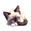 Chaton raquette Chat raquette