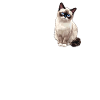 Snowshoe Kitten Snowshoe Cat
