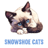 Chaton raquette Chat raquette