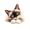 Chaton raquette Chat raquette