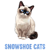 Chaton raquette Chat raquette