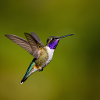 hummingbird in flight