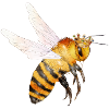 Flying queen bee hand drawn