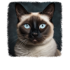 Chaton raquette Chat raquette