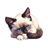 Snowshoe Kitten Snowshoe Cat