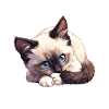 Snowshoe Kitten Snowshoe Cat