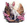 Sphynx Kitten Sphynx Cat