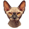 Sphynx Kitten Sphynx Cat