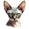 Chaton Sphynx Chat Sphynx