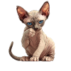 Sphynx Kitten Sphynx Cat
