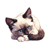 Snowshoe Kitten Snowshoe Cat