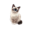Chaton raquette Chat raquette