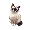 Chaton raquette Chat raquette