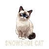 Snowshoe Kitten Snowshoe Cat