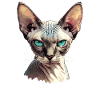 Sphynx Kitten Sphynx Cat