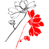 Fleurs Oeillets
