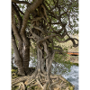 Baum, Kraft der Natur