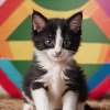 pride kitten