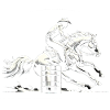 Barrel-Racing-Dynamik