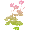 Water Lily