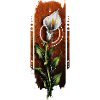 Tropical Charm: Calla Lily Flower