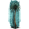 Solitary : Lone Palm Tree