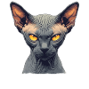 Chaton Sphynx Chat Sphynx