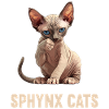 Chaton Sphynx Chat Sphynx
