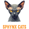 Sphynx Kitten Sphynx Cat