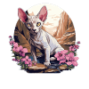 Chaton Sphynx Chat Sphynx