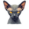 Sphynx Kitten Sphynx Cat
